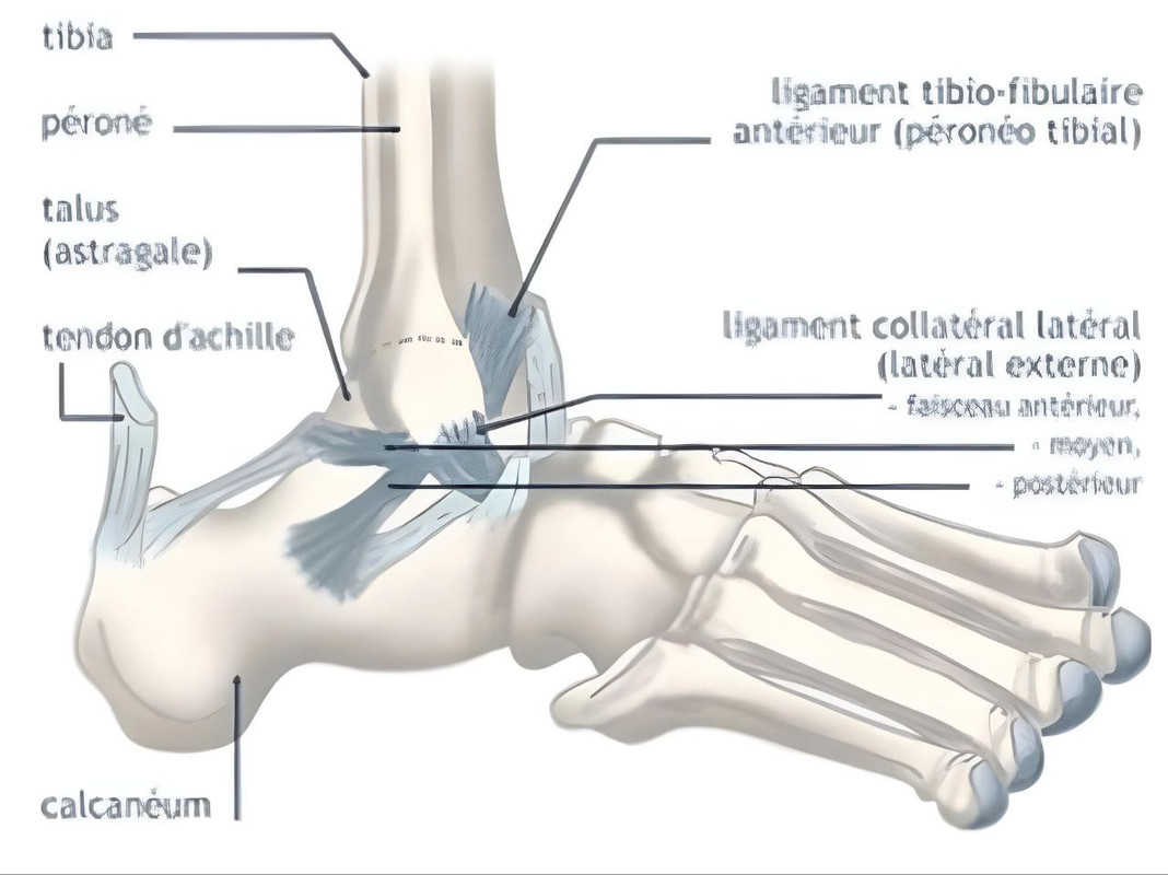 Articulations de la Cheville