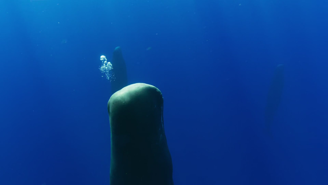 Blue Planet II (2017) - S01E01 - One Ocean (1080p BluRay x265 Im
