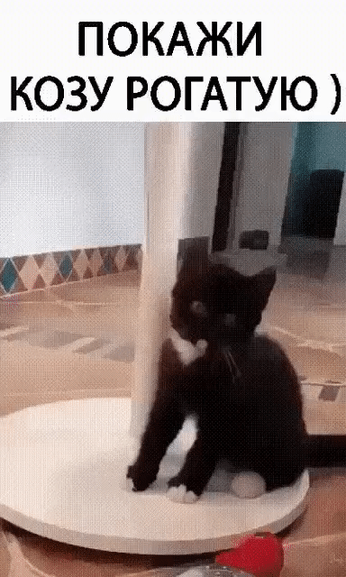 https://i.postimg.cc/Lsr9k0jC/UID2203962-1654468731-30.gif