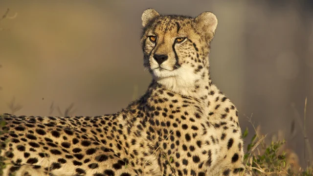 [Image: cheetah-watching.webp]