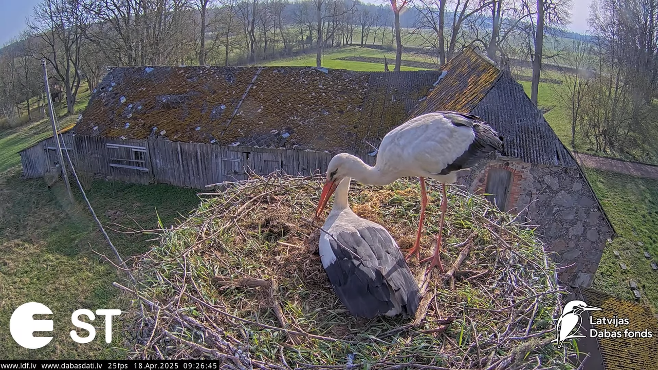 (22) Baltie stārķi (Ciconia ciconia) Tukuma novadā __ White storks in Tukums, Latvia - YouTube - 641