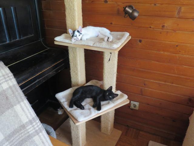Slika