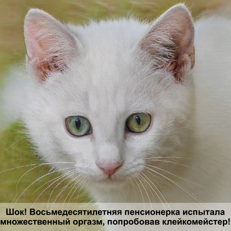 самая большая кошка британская