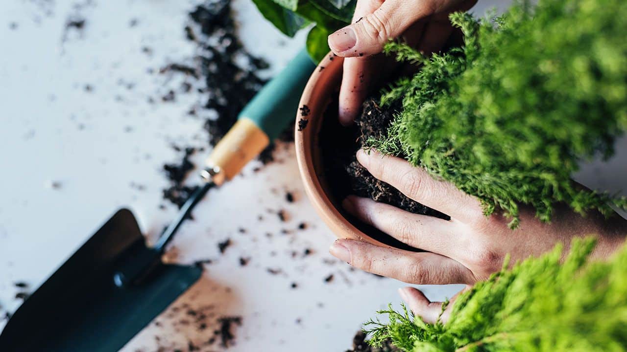 ¿Cómo elegir la maceta correcta para tus plantas?