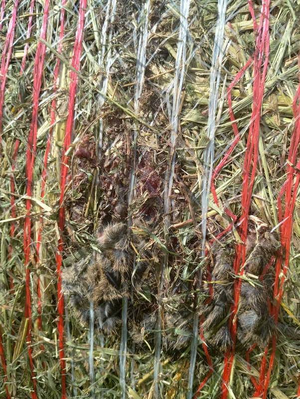 IMG_20240828_161653490_HDR