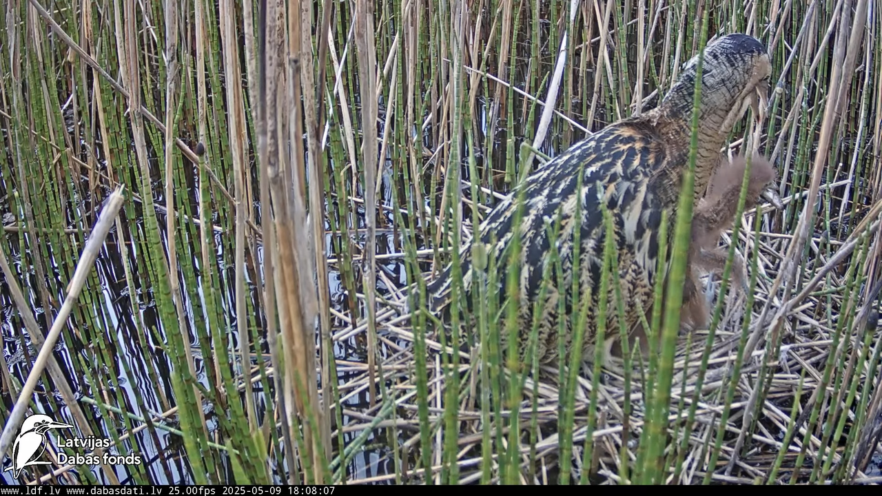 LDF Lielais dumpis (Botaurus stellaris) Zemītes pagastā 11-10-42 screenshot (1)