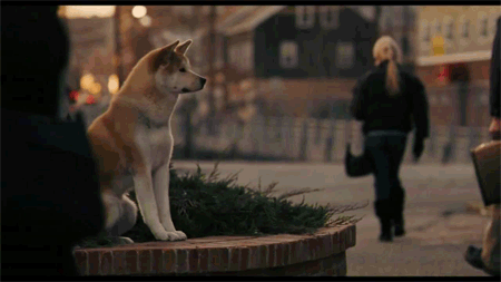 hachiko.gif