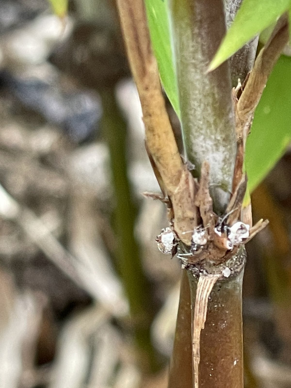 BF2A7808-5F7B-4FC1-92A8-C6A0906444E5