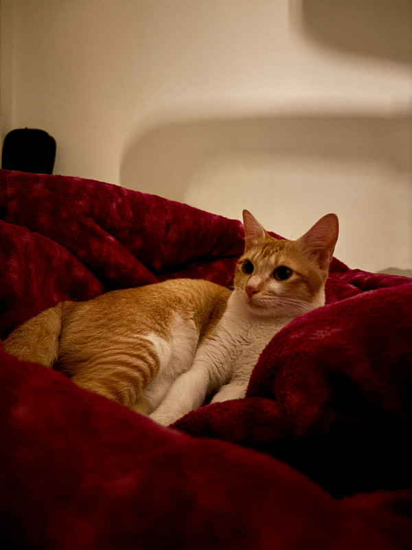 A wide photo of Pika.