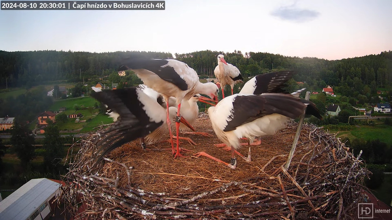 Živě z čapího komína firmy KARA v Bohuslavicích u Trutnova 12-1-4 screenshot