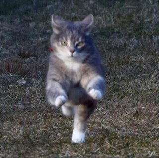 skrut