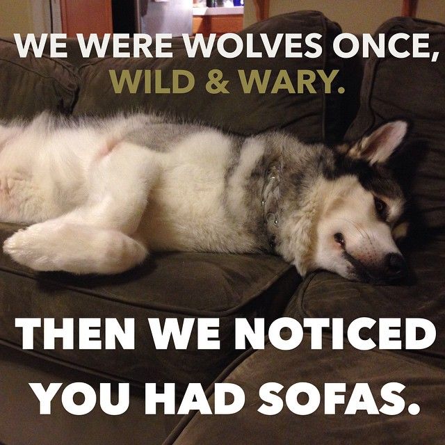 sofadog.jpg