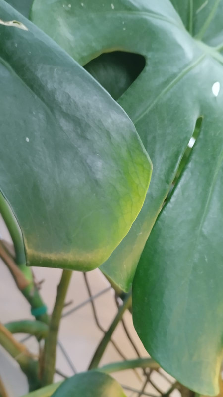 Zdjęcie WhatsApp 2025-04-23 o 16.02.25_e4d3a87b