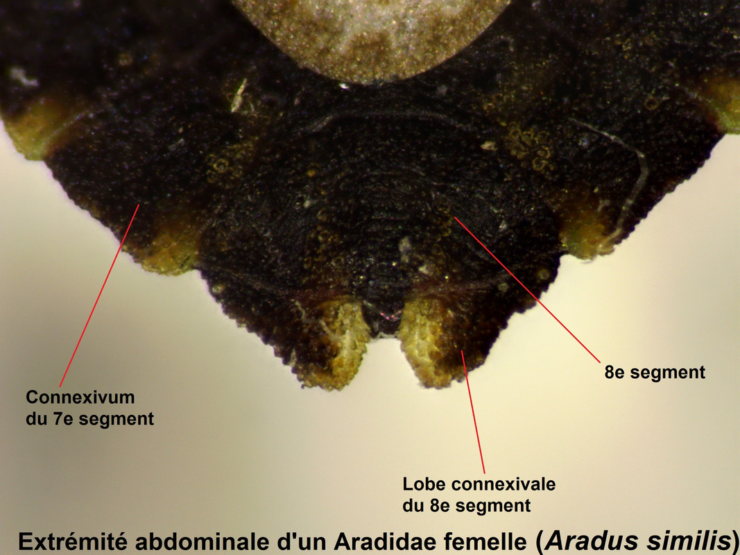 Abdomen-femelle-Aradus-similis