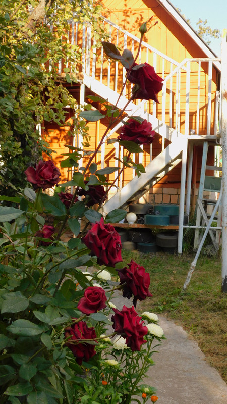 Дачное и  к Хелл сентябрь 2023 120