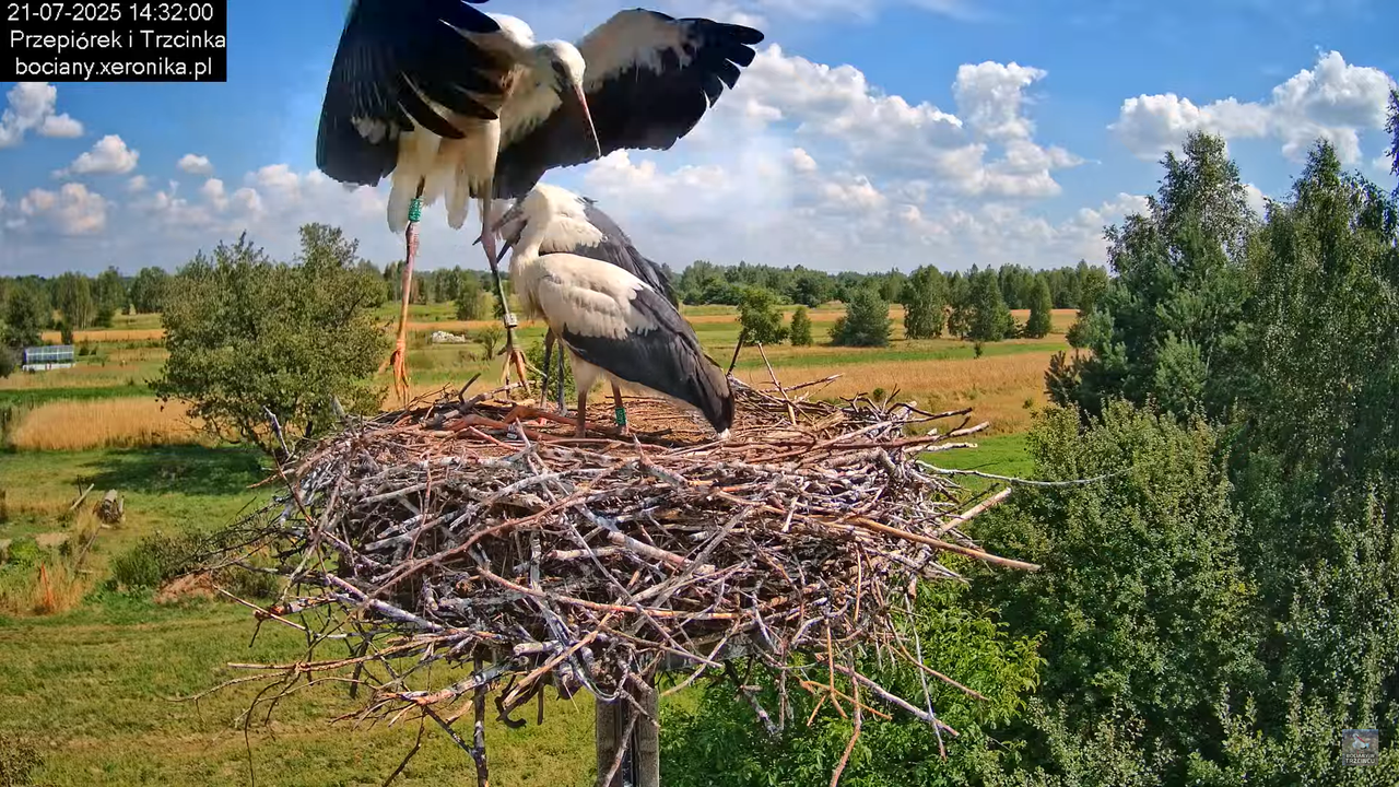 21072025bociany45