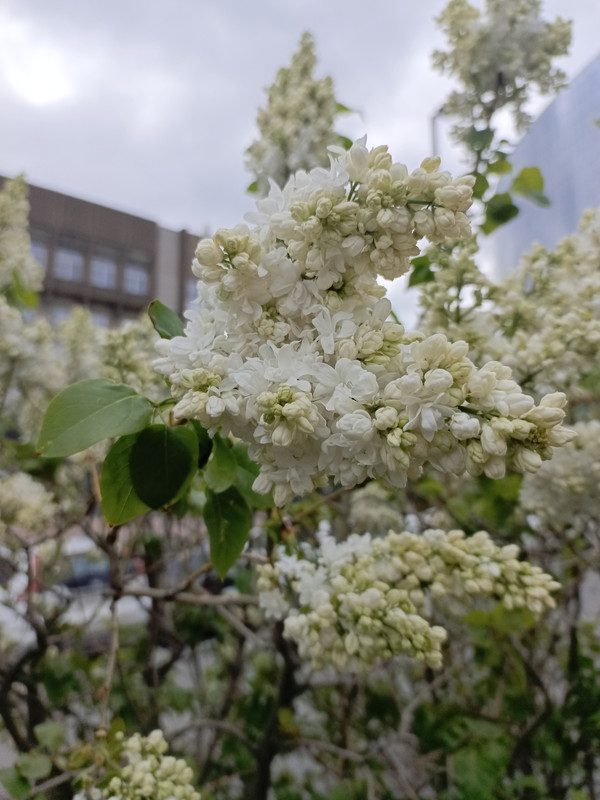 IMG_20240527_113120_354