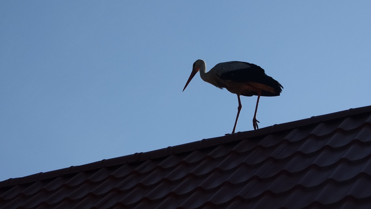 237 - DSC01629 (Czesio1)