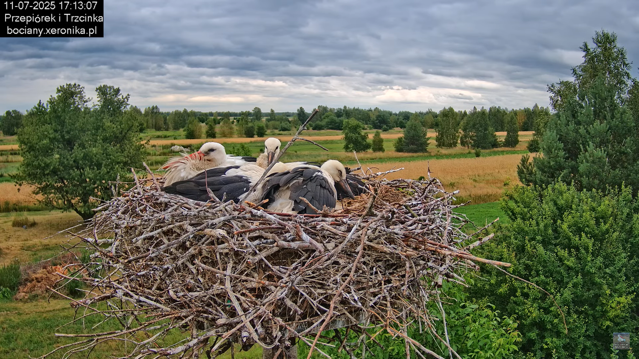 11072025bociany44
