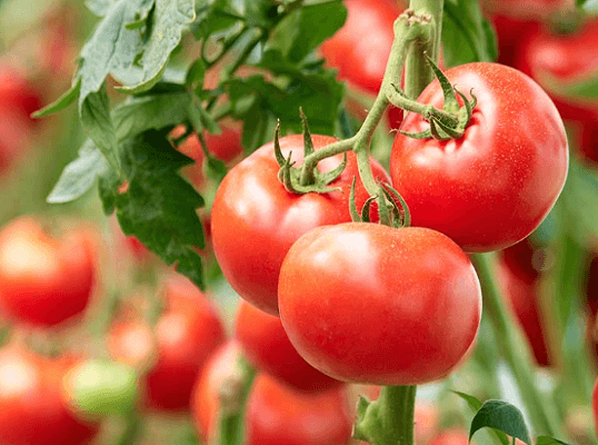 Grow Your Own Tomato Garden with a Free Tomato Garden Kit and Free Shipping!