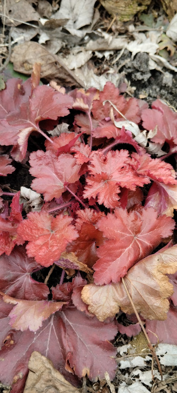 IMG-c41448c28eca22c5bf95ec3e7fdeaf0f-V