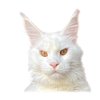 EE576-F1-D-C31-E-4-C8-D-9-F9-C-A38-EE1-B0-B5-C0.png