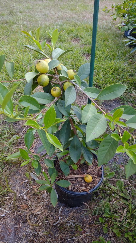 IMG_20240622_200929899