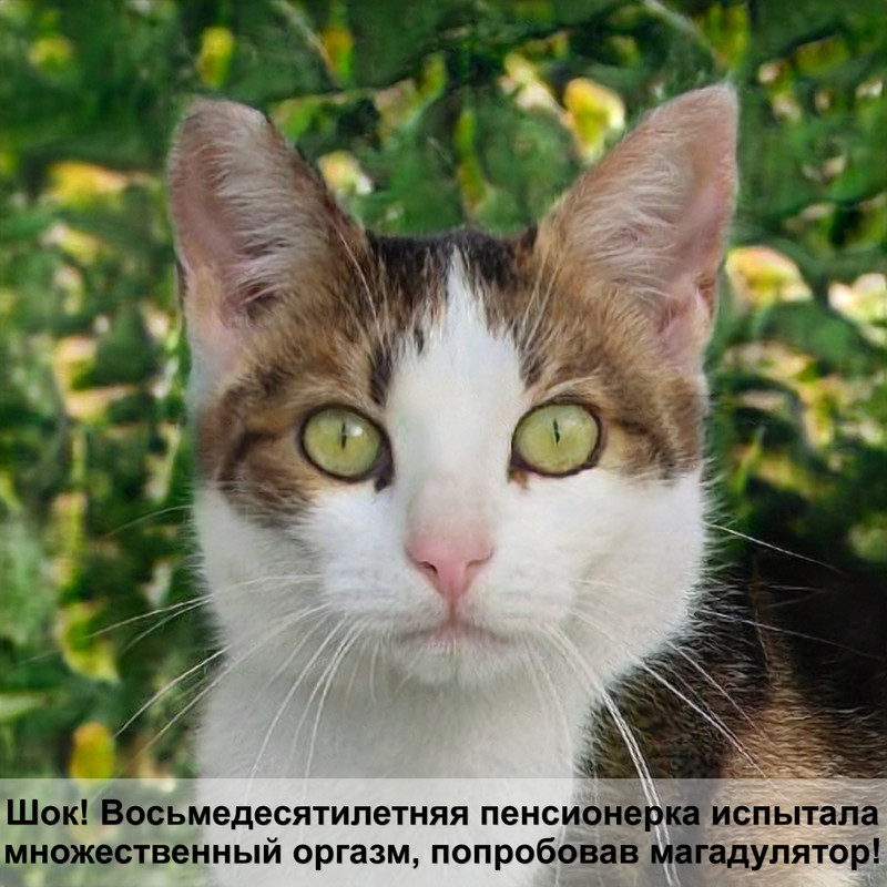 самый дорогой кот в мире