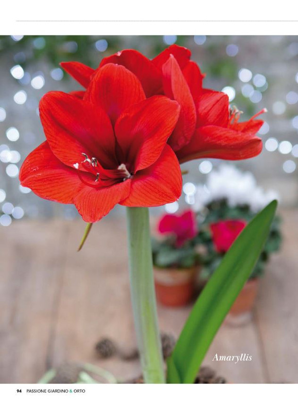 Pass Giar e Orto Spec Natale 2025 (5)