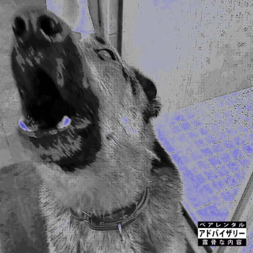 00-scurra-x-totojira-doghouse-web-2026-f