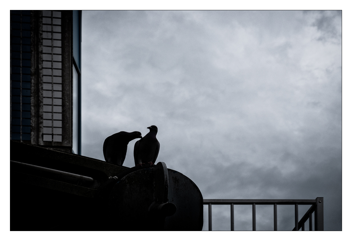 Fotografie