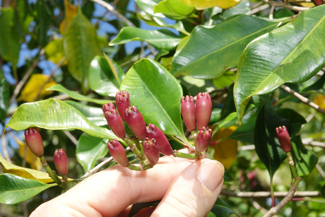 DSC06471 Clove fruits