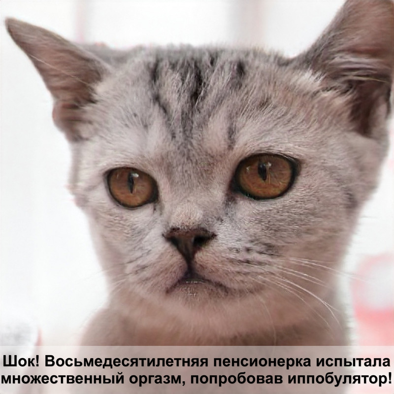 как сделать попону для кошки