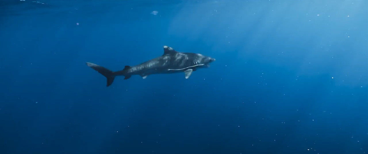 Shark Whisperer 2025 WebRip [Hindi + English] 480p 720p ESub Screenshot
