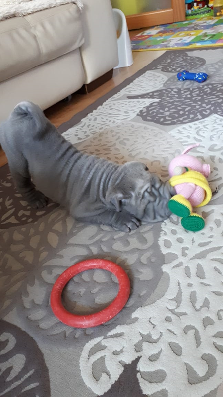 С.О. Ториан Блю Скай