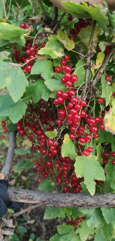 A1C3FA9C-FECA-48AD-8C83-CD01BF9E247B