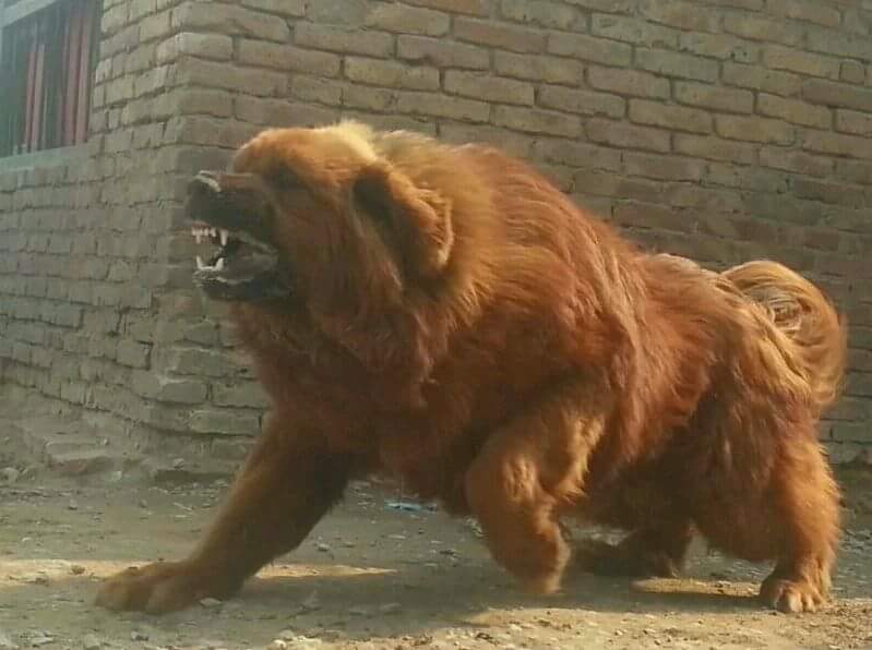tibetan mastiff vs pitbull fight