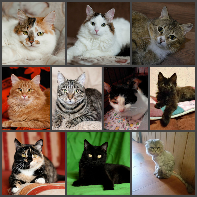 новый коллаж1