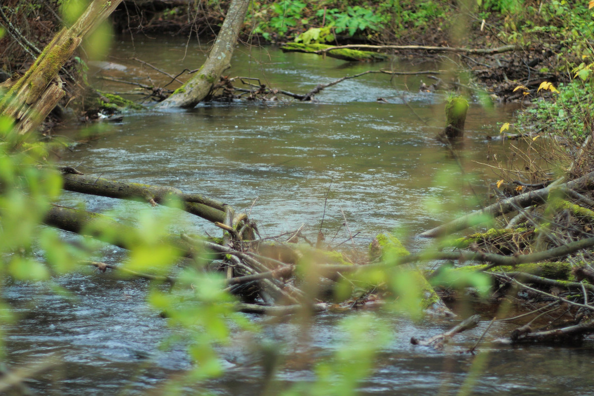 IMG_6664 (2592 x 1728)