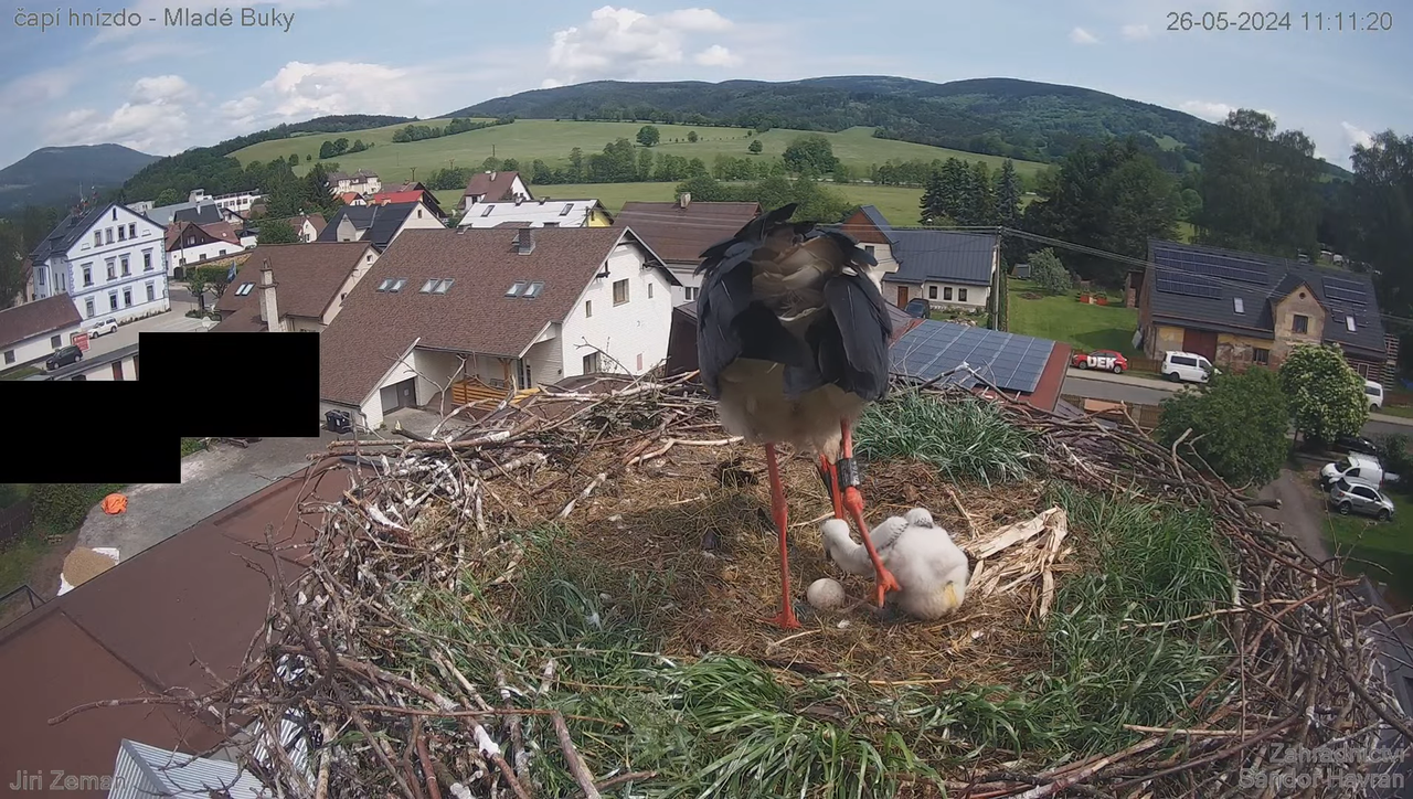 Tiešraides kamera — Mladé Buky — stārķa ligzda 11-42-36 screenshot