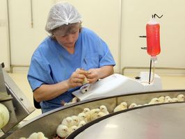 Вакцинировать птицу против болезни Марека рекомендуется в суточном возрасте