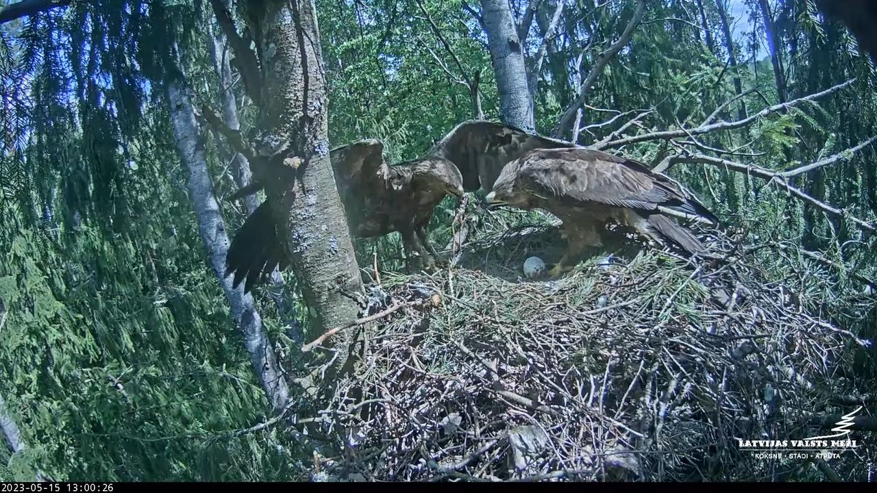 LVM mazais ērglis Lielā sala, egle – Lesser Spotted Eagle 4-0-35 screenshot