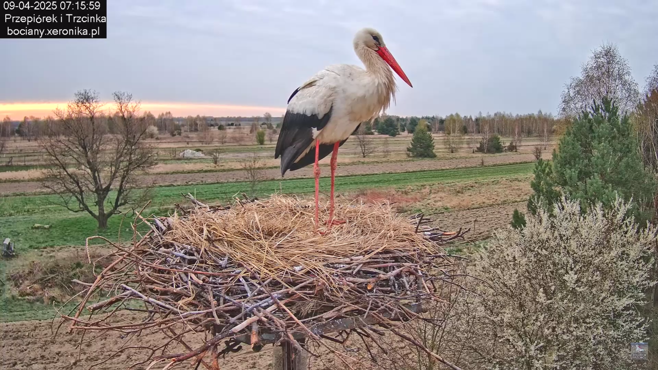 09042025bociany_15