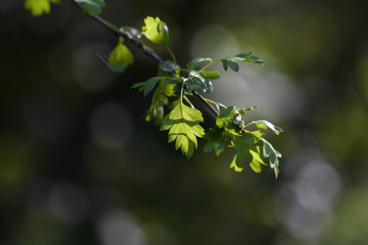 _D9A1782_DxO-DeNoiseAI-standard