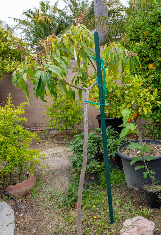 8U1A2558  Son Pari Mango Tree in Ground with Fruit (6-19-2024)