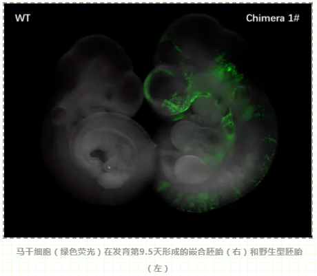 全能干细胞-3.png