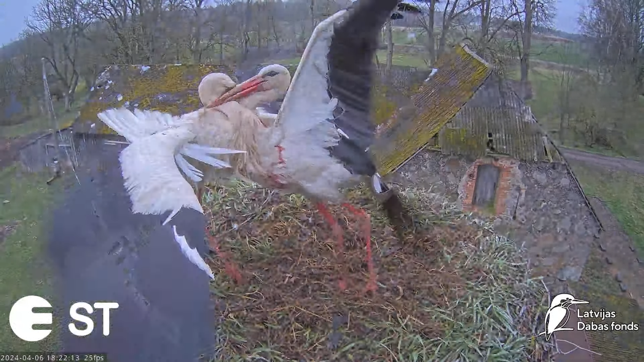 Baltie stārķi (Ciconia ciconia) Tukuma novadā - LDF tiešraide __ White storks in Tukums, Latvia 8-59