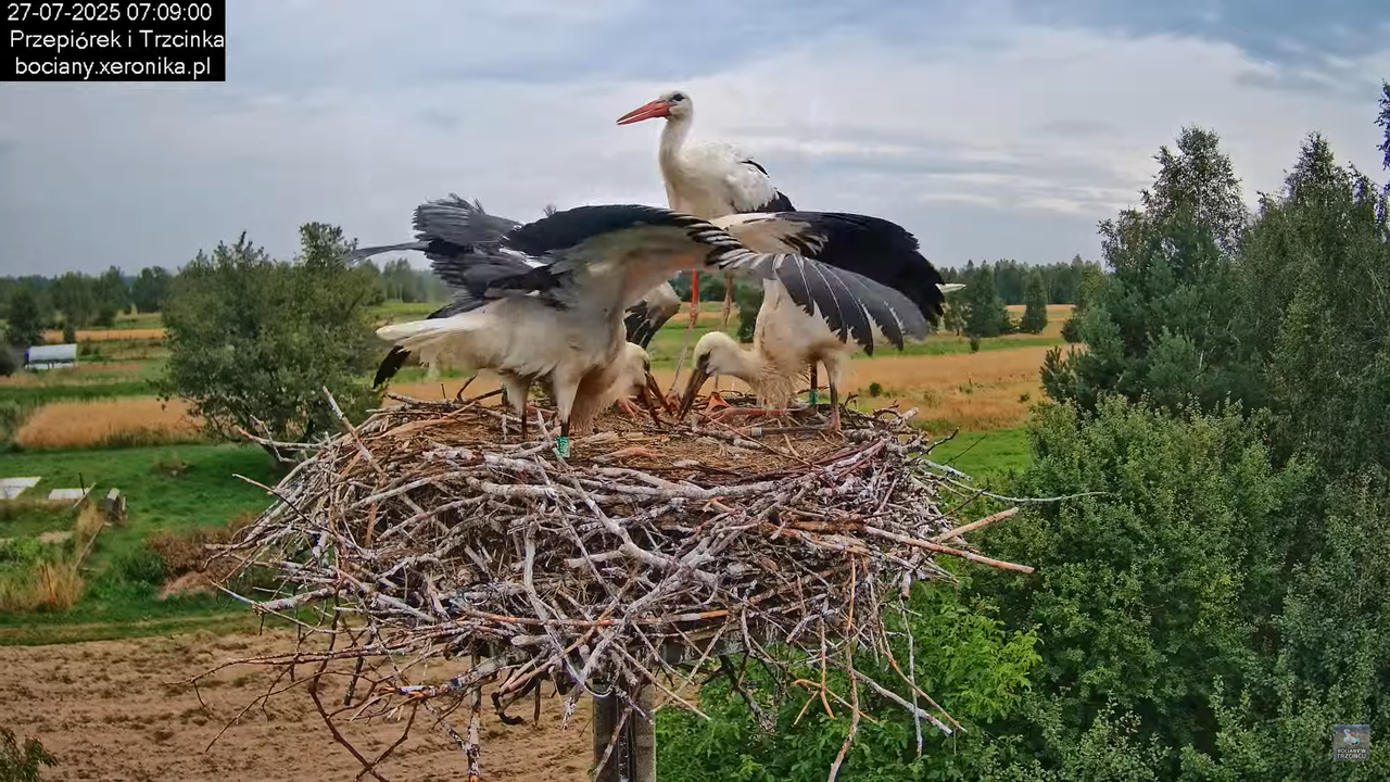 27072025bociany16