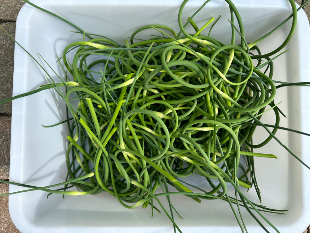 scapes.jpg