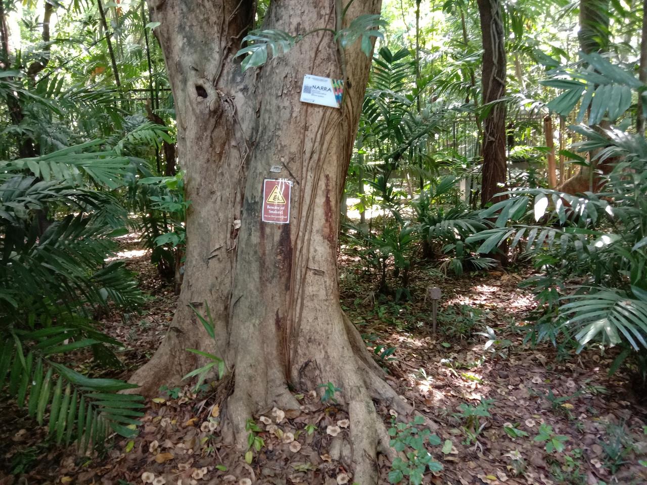 Arroceros Forest Park Manila Bagras20260715 141959